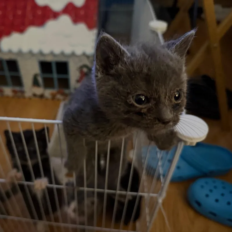 A baby small-sized male Gray / Blue / Silver Domestic Medium Hair cat named Pooh Willingham for adoption in Woodstock, VA