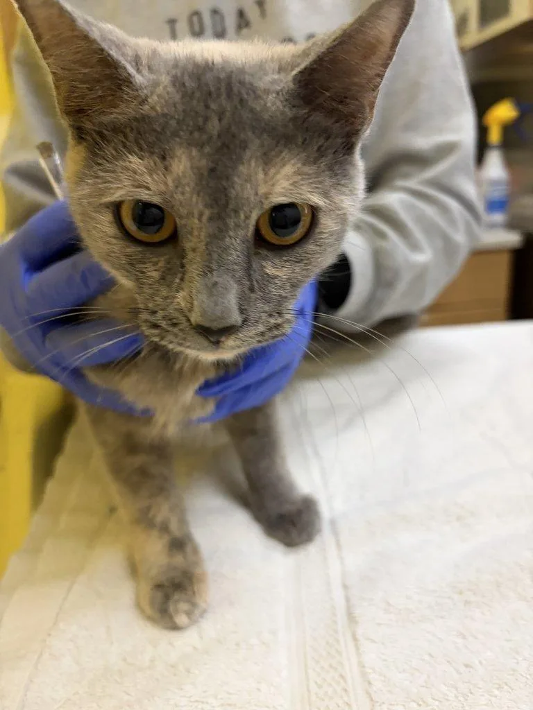 A young small-sized female Dilute Tortoiseshell Domestic Short Hair cat named Misty for adoption in Raleigh, NC