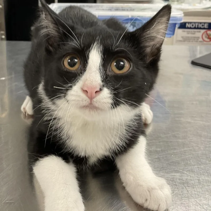 A baby small-sized female Black Domestic Short Hair cat named Kayce for adoption in Hamburg, NY