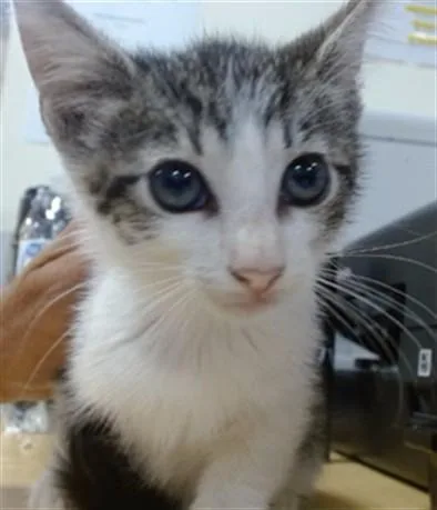 A baby small-sized female Domestic Short Hair cat named Ivanka for adoption in Miami, FL