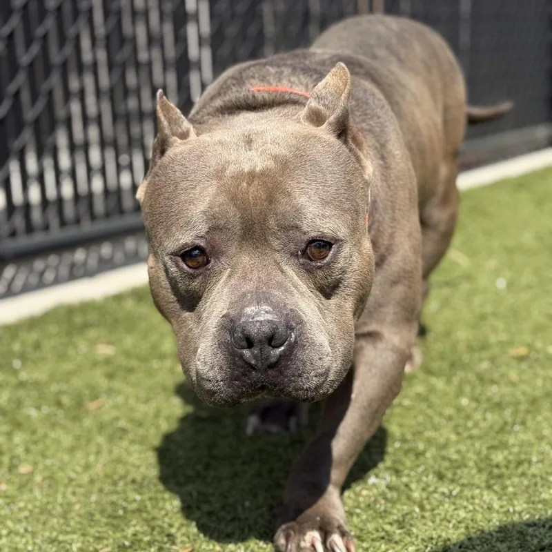 A senior medium-sized male Gray / Blue / Silver English Bulldog dog named Showtime for adoption in Greensboro, NC