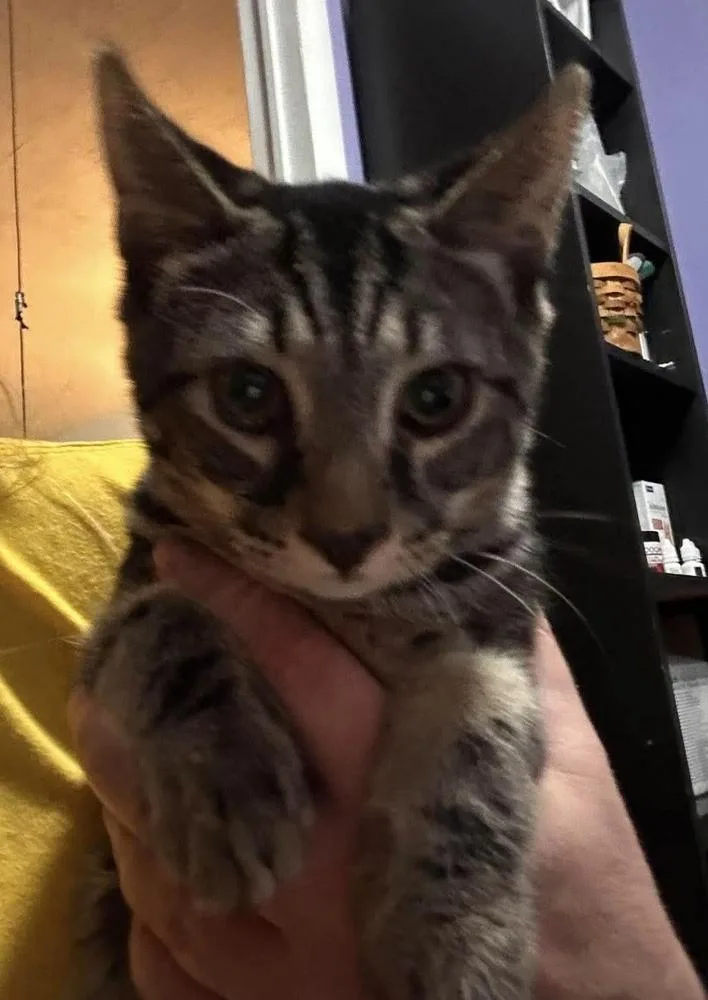 A baby small-sized male Brown / Chocolate Domestic Short Hair cat named Raisin for adoption in Virginia Beach, VA