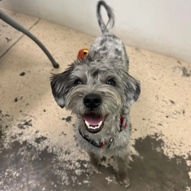 An adult small-sized male Gray / Blue / Silver Mixed Breed dog named Sebastian for adoption in Columbia, MO