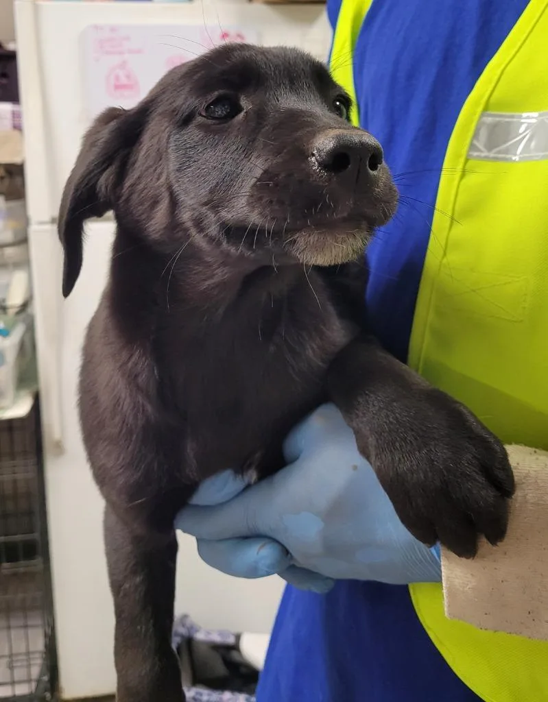 A baby medium-sized female Labrador Retriever dog named Sara for adoption in Hopkinsville, KY