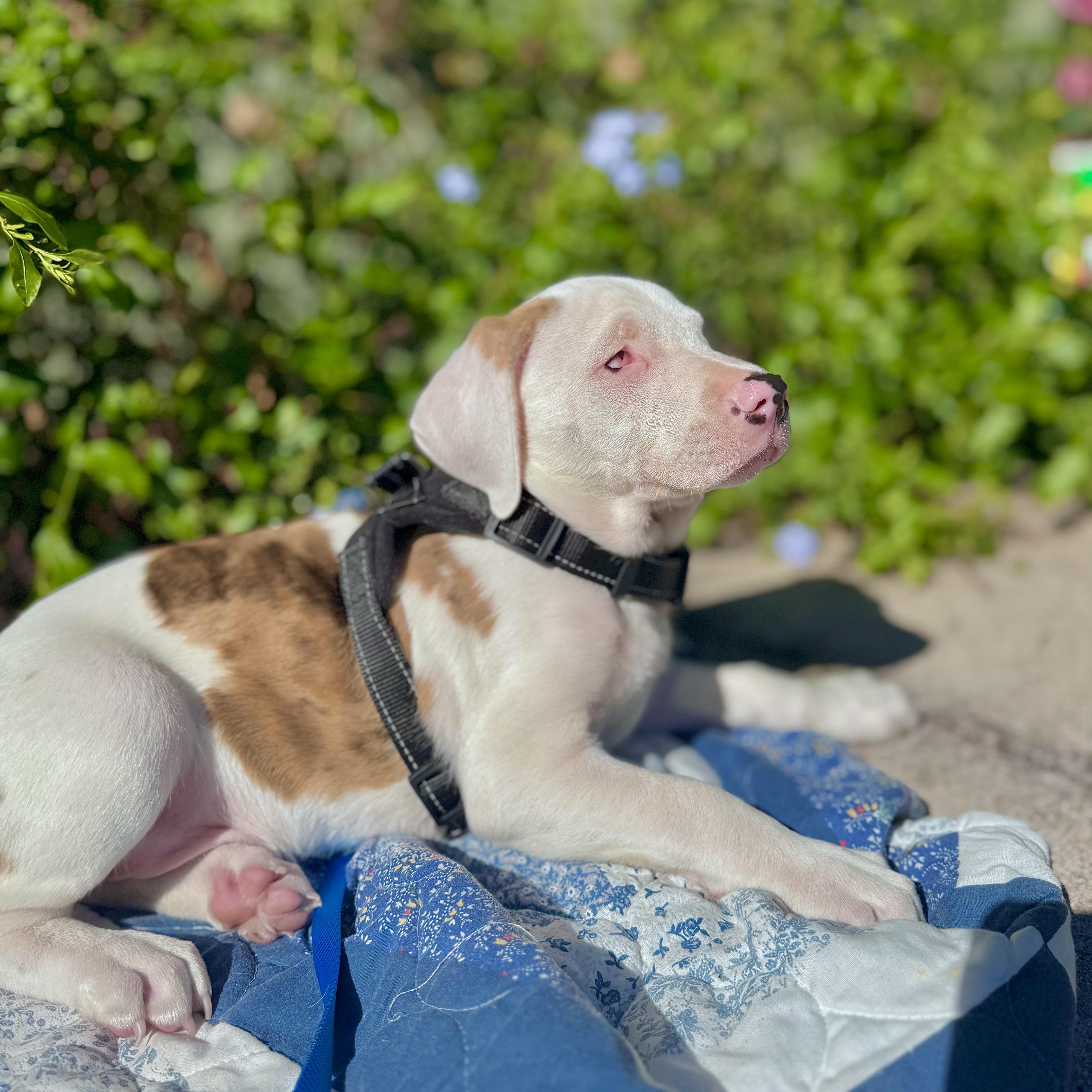 Peanut & Chunk thumbnail 2