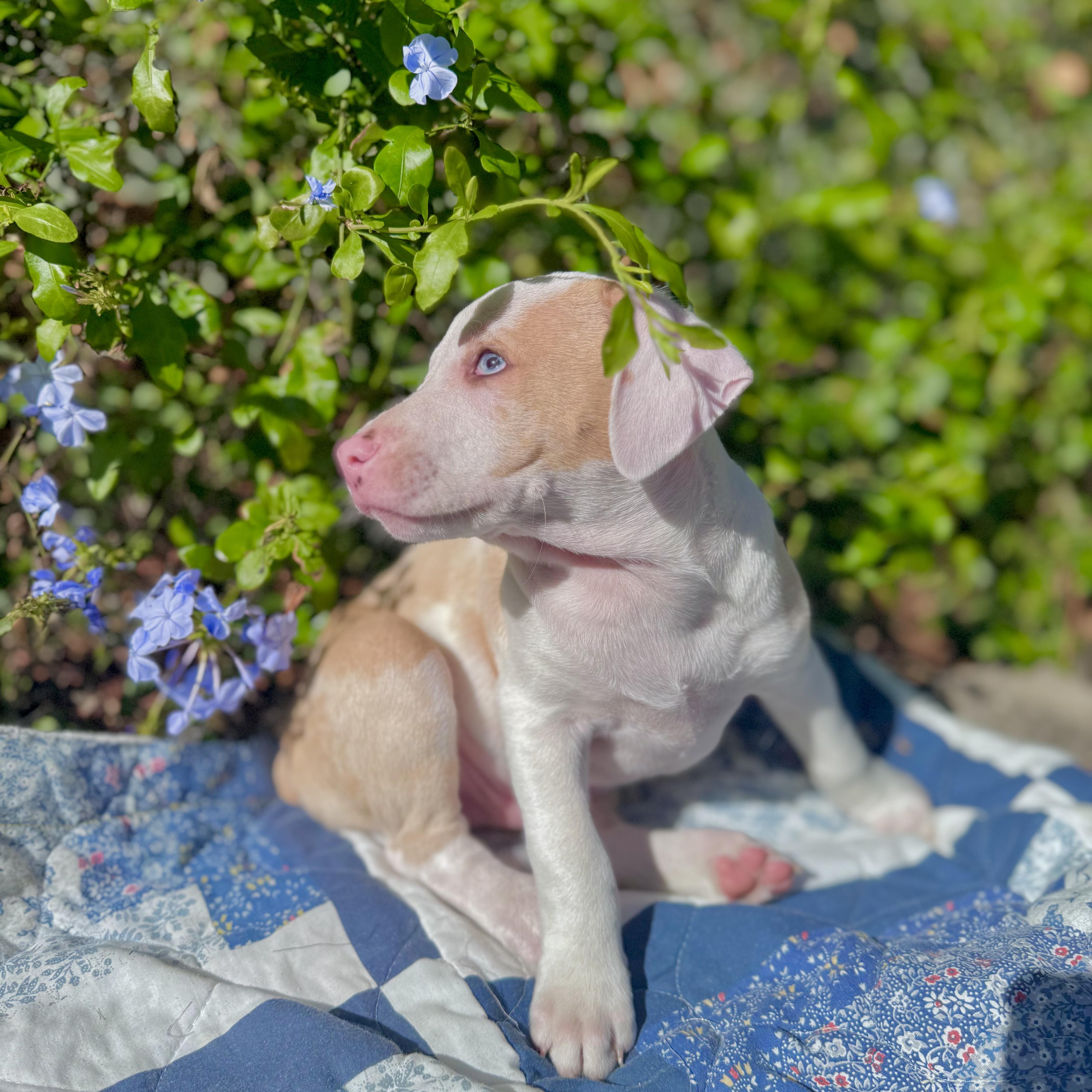 Peanut & Chunk thumbnail 6