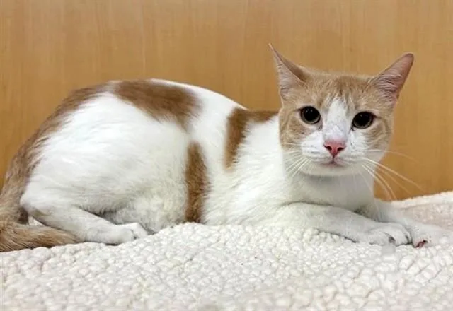 An adult small-sized male Domestic Short Hair cat named Thor for adoption in Saint Louis, MO