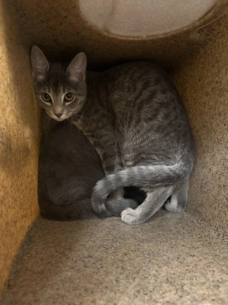 A baby small-sized male Domestic Short Hair cat named Pot Pie for adoption in Raleigh, NC