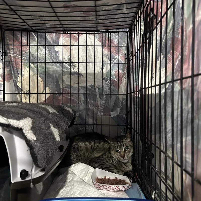 An adult medium-sized female Brown / Chocolate Domestic Short Hair cat named Taki for adoption in Middle Village, NY