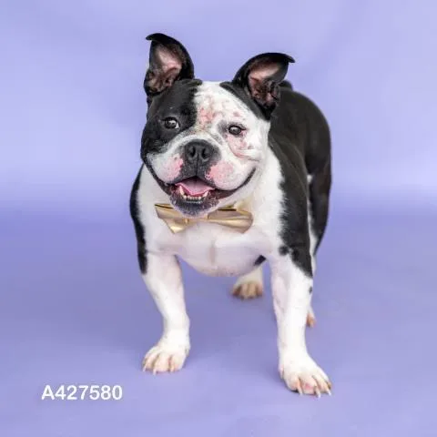 A young large-sized male American Bulldog dog named Squishy for adoption in Conroe, TX