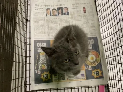 A baby small-sized male Domestic Short Hair cat named Ducky for adoption in Los Angeles, CA