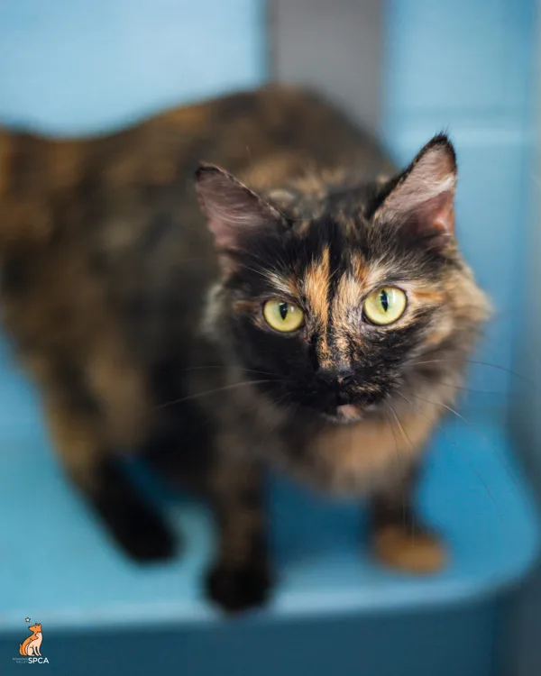 An adult medium-sized female Domestic Long Hair cat named Magic for adoption in Roanoke, VA