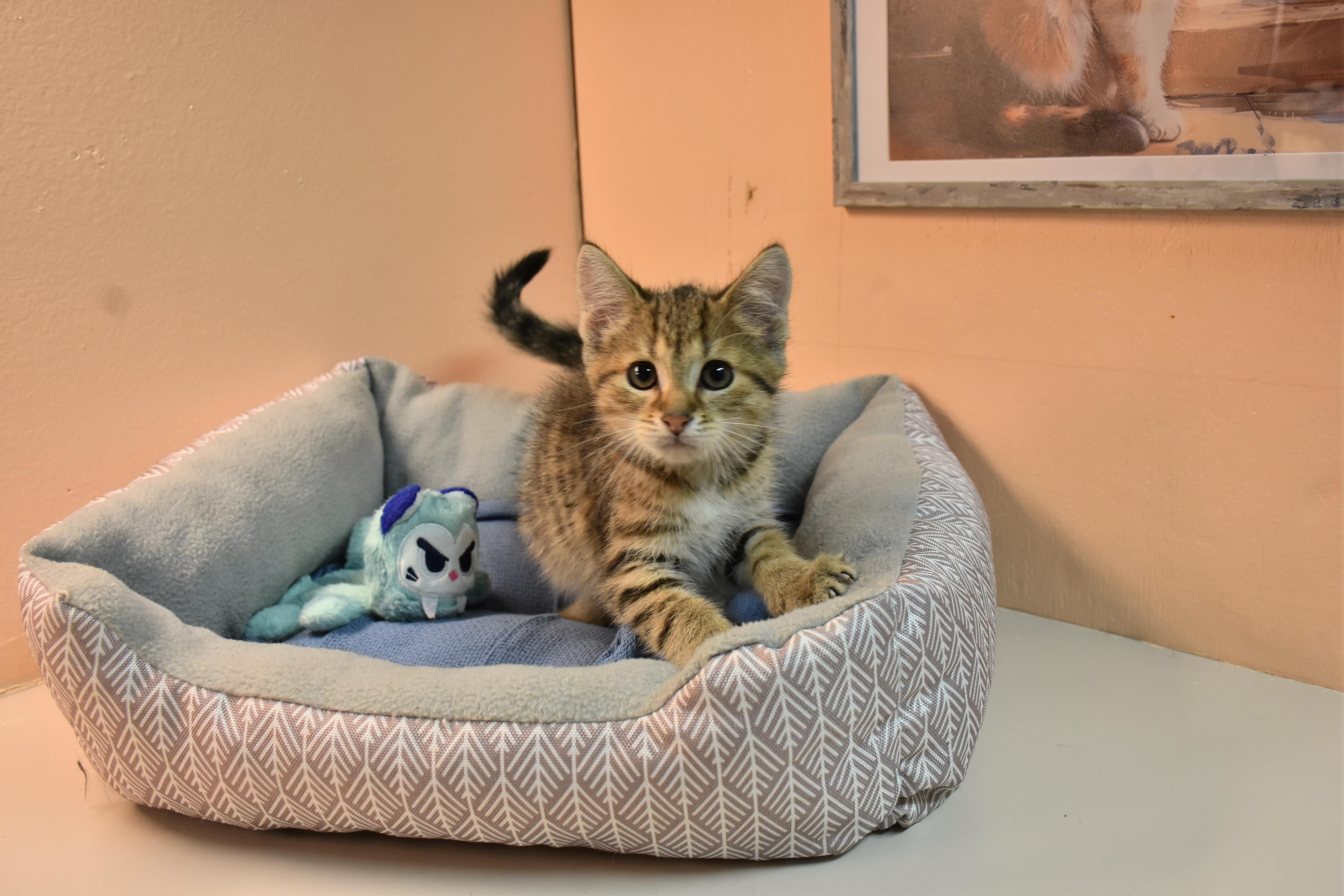 A baby medium-sized male Tabby (Brown / Chocolate) Domestic Short Hair cat named Waffle for adoption in North Judson, IN