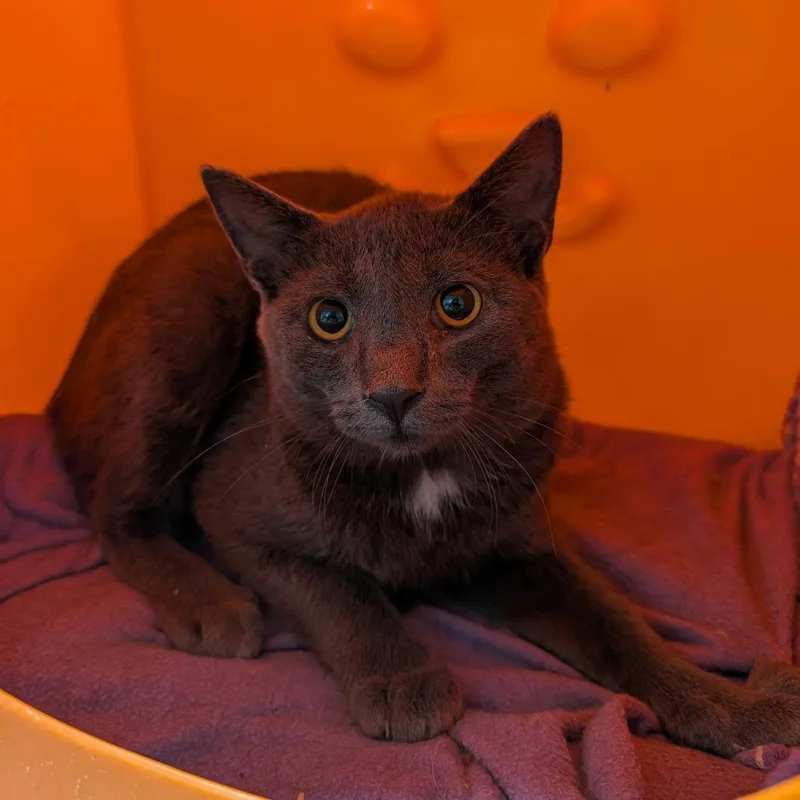 A young medium-sized male Domestic Short Hair cat named Neally for adoption in Brookfield, WI