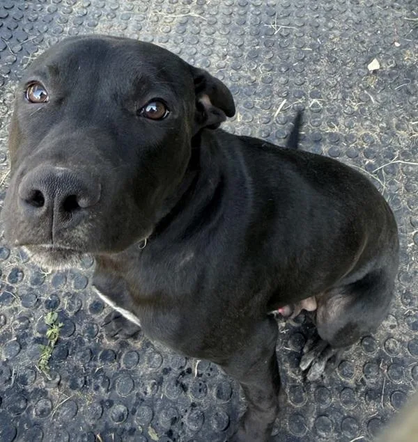 An adult medium-sized male Pit Bull Terrier dog named Roger for adoption in Cleveland, TN