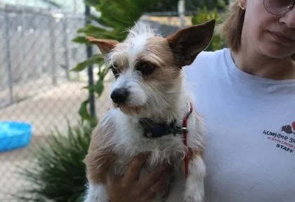 An adult small-sized female Terrier dog named Lora Lee for adoption in Brunswick, GA