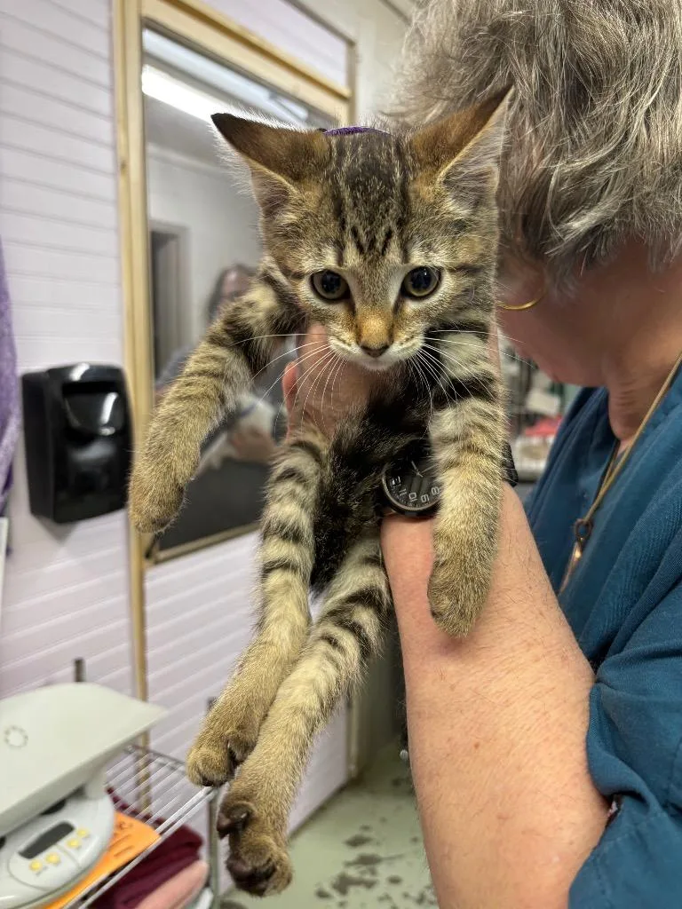A baby small-sized female Domestic Short Hair cat named Olivia Benson for adoption in Murray, KY