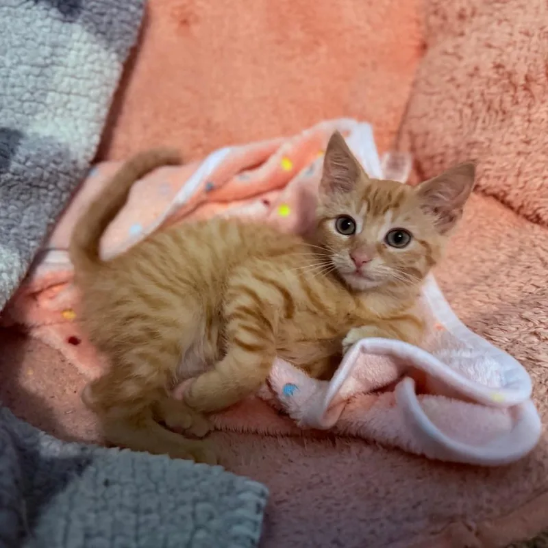A baby small-sized female Orange / Red Domestic Short Hair cat named Flareon for adoption in West Olive, MI