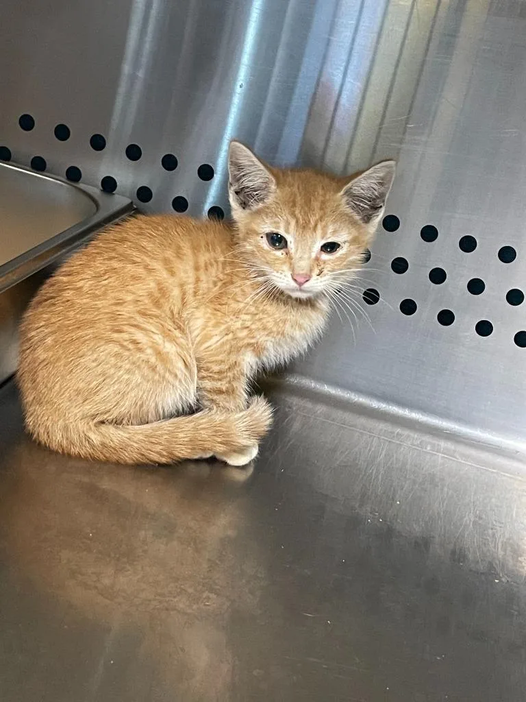 A baby small-sized female American Shorthair cat named Twix for adoption in Glen Rose, TX