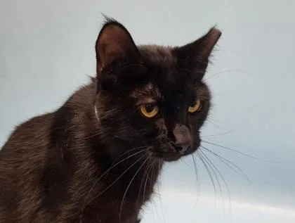 An adult small-sized male Domestic Short Hair cat named Siegfried for adoption in Golden Valley, MN