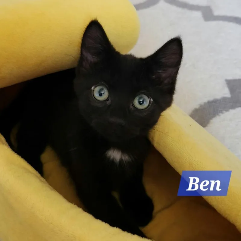 A baby small-sized male Black Domestic Short Hair cat named Ben for adoption in La Grange, KY