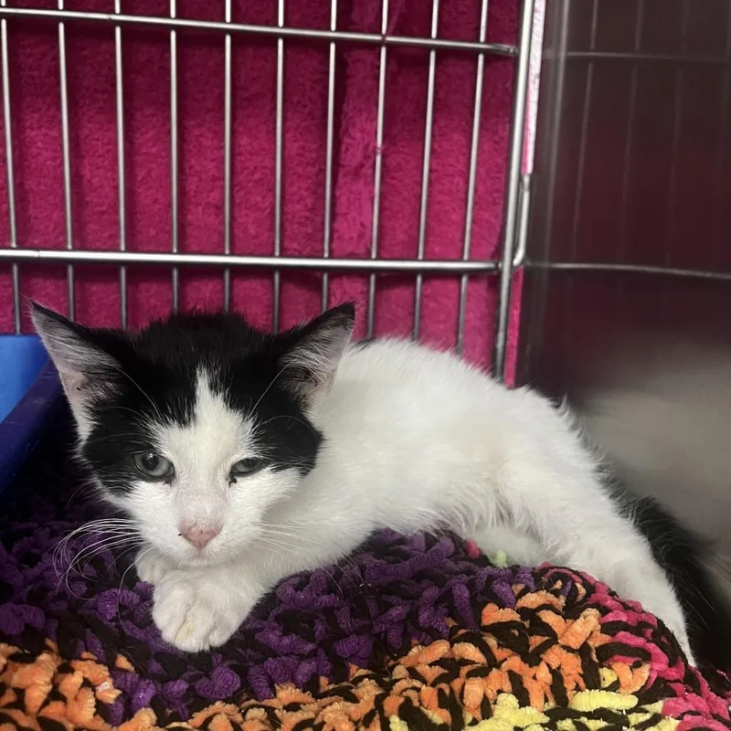 A baby small-sized male Black Domestic Short Hair cat named Mister Man for adoption in Idaho Falls, ID