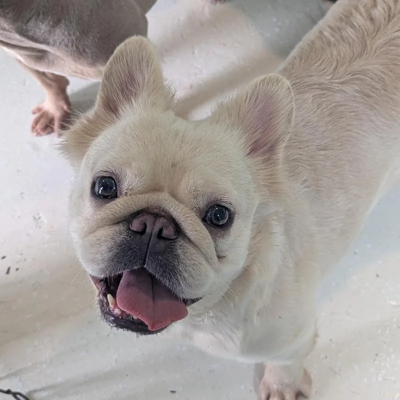 A young small-sized female French Bulldog dog named Pinina for adoption in LOXAHATCHEE, FL