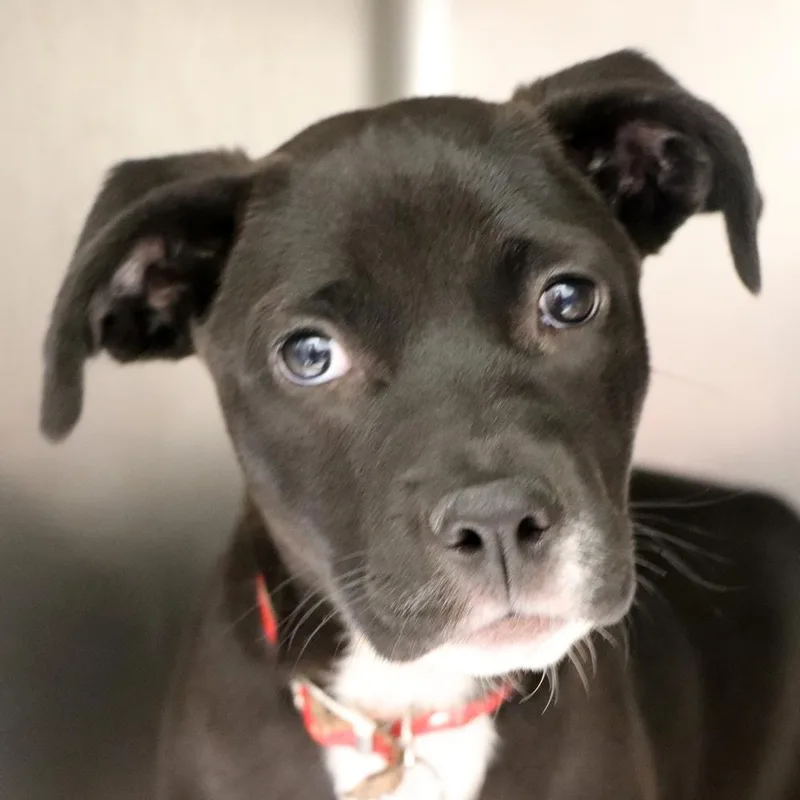 A baby small-sized female Mixed Breed dog named Sheena for adoption in Port Washington, NY