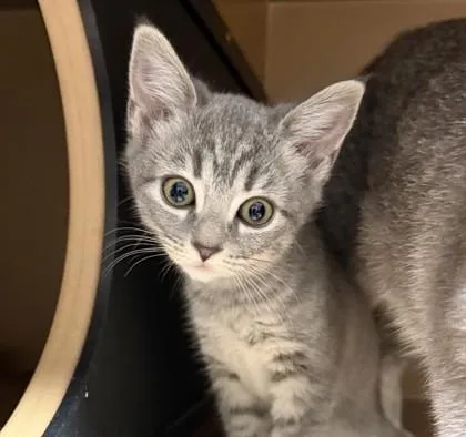 A baby small-sized female Domestic Short Hair cat named Storm for adoption in Hamilton, NJ