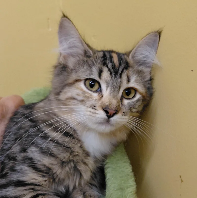 A baby small-sized female Domestic Medium Hair cat named Rosemary for adoption in Eugene, OR