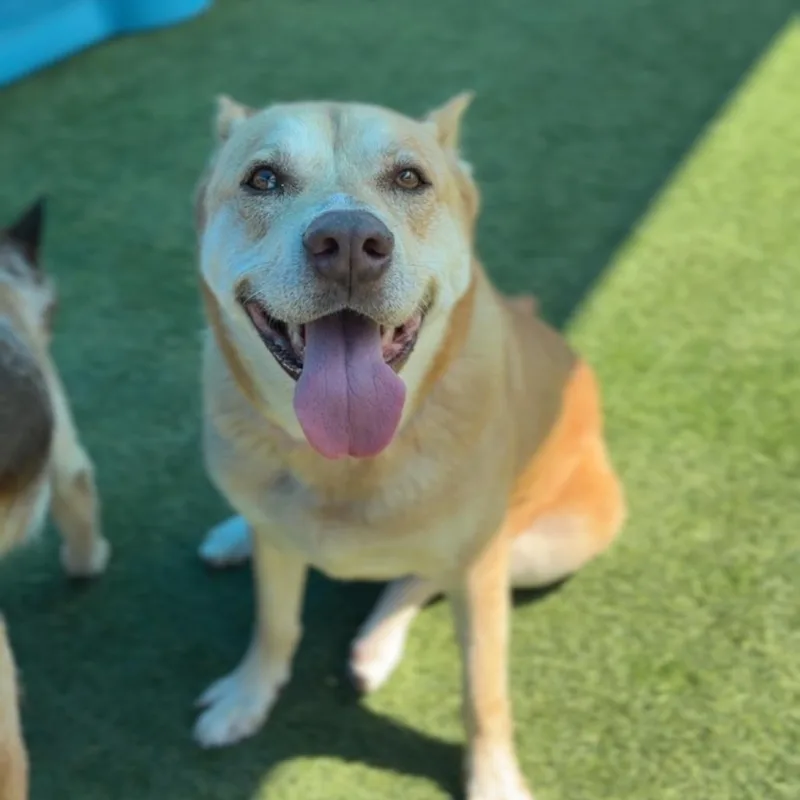 A senior large-sized female Golden Shepherd dog named Lea A for adoption in Mission Hills, CA