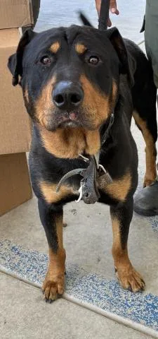 An adult large-sized male Rottweiler dog named Kylo for adoption in Bakersfield, CA