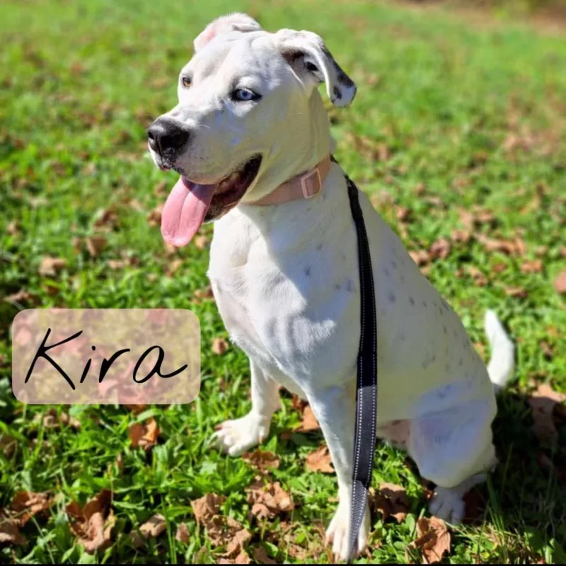 A young large-sized female Labrador Retriever dog named Kira for adoption in Hillsboro, OH