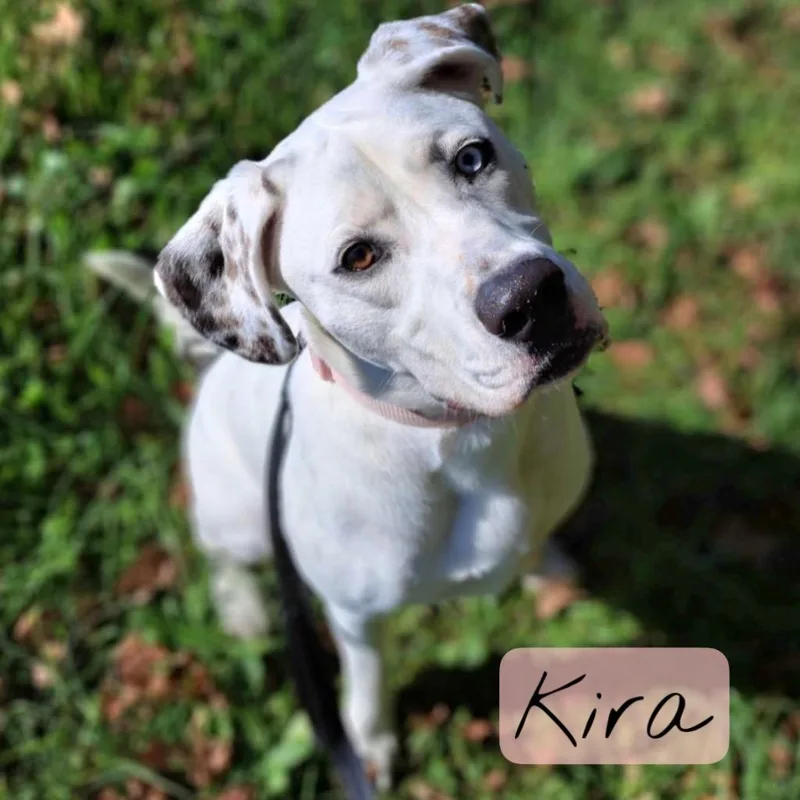 Kira thumbnail 2