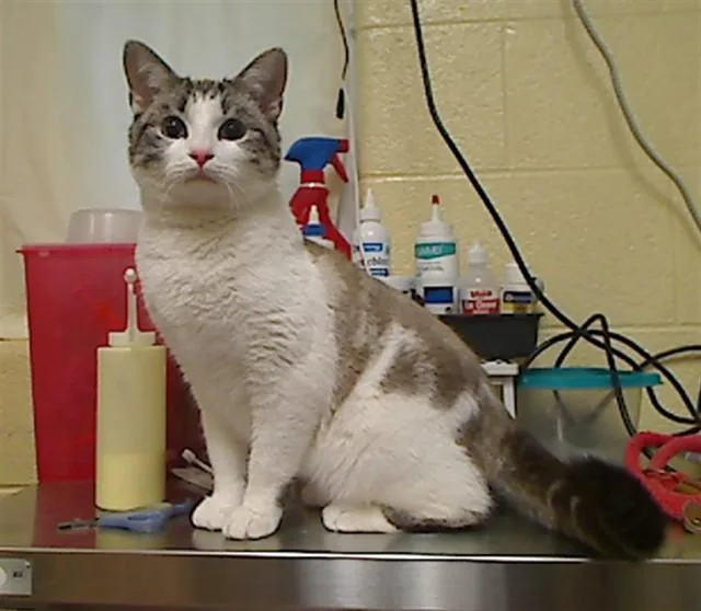 A young medium-sized male Domestic Short Hair cat named Toast for adoption in Cookeville, TN