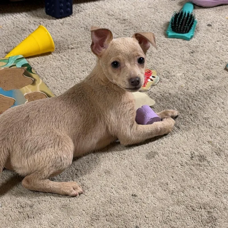 A baby small-sized female Golden Chihuahua dog named Blanca for adoption in West Richland, WA
