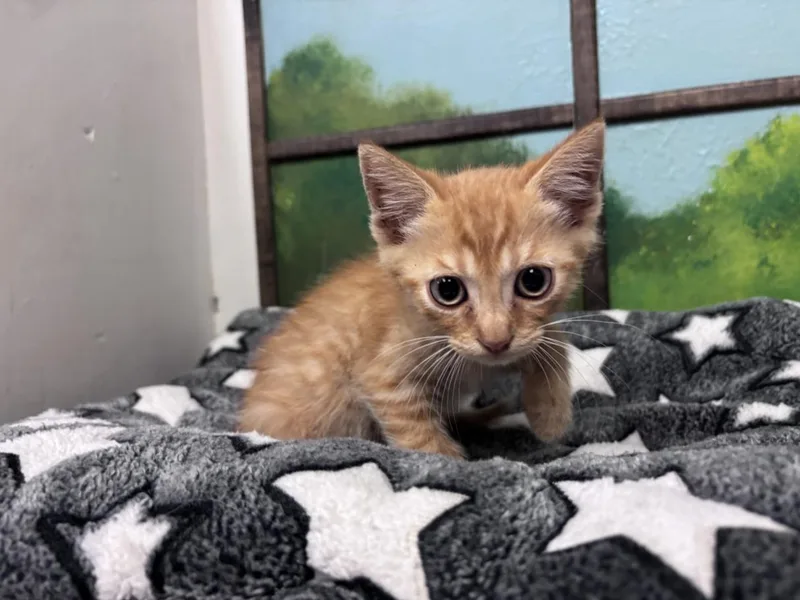 A baby small-sized male Domestic Short Hair cat named Gohan for adoption in Houston, TX