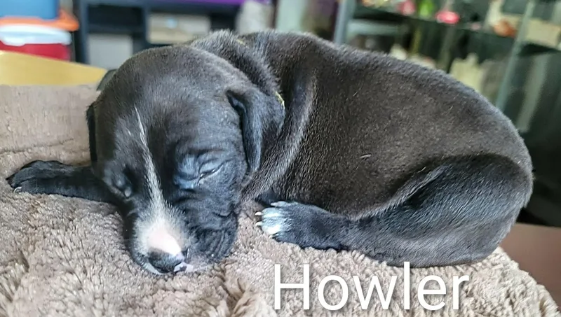 Howler