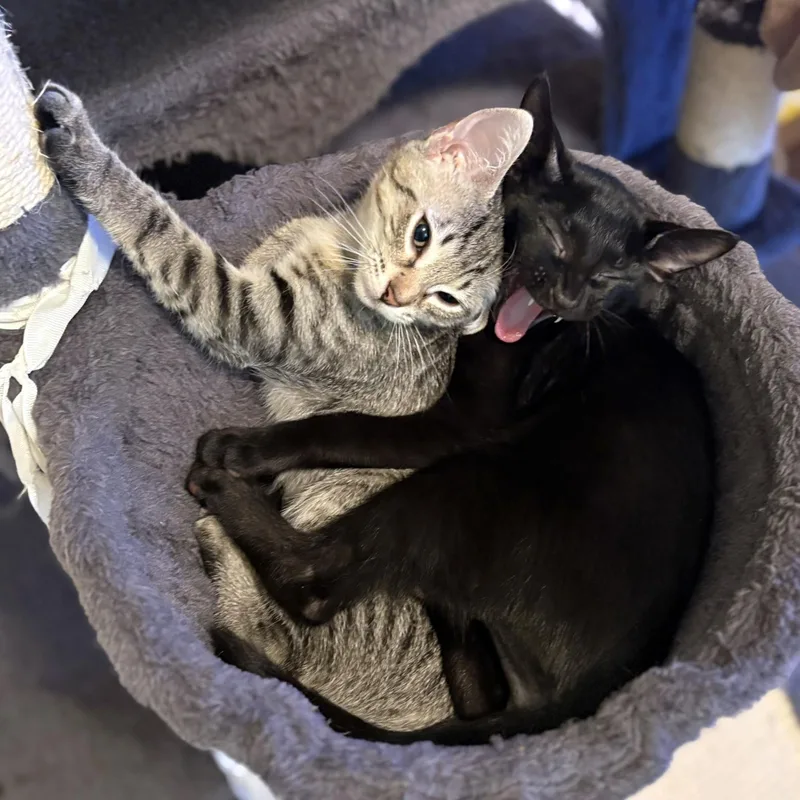 A baby medium-sized male Black Domestic Short Hair cat named Toeby for adoption in Lake Monroe, FL