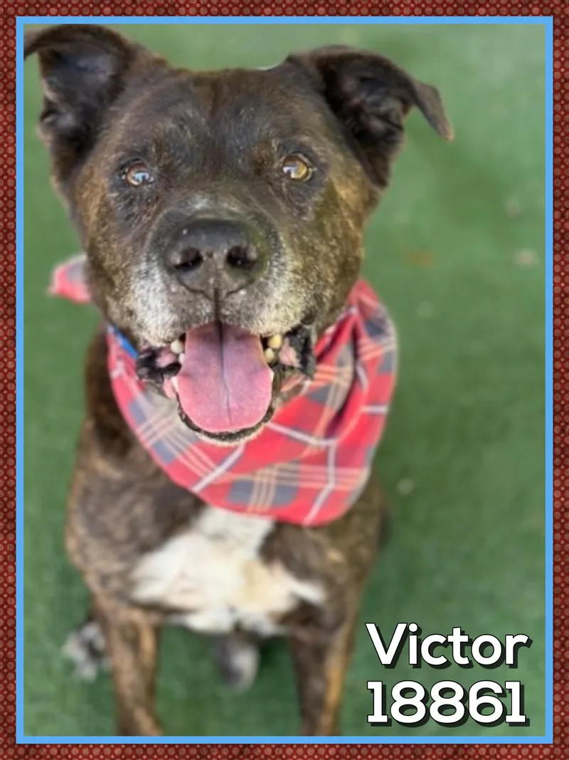 Victor thumbnail 3