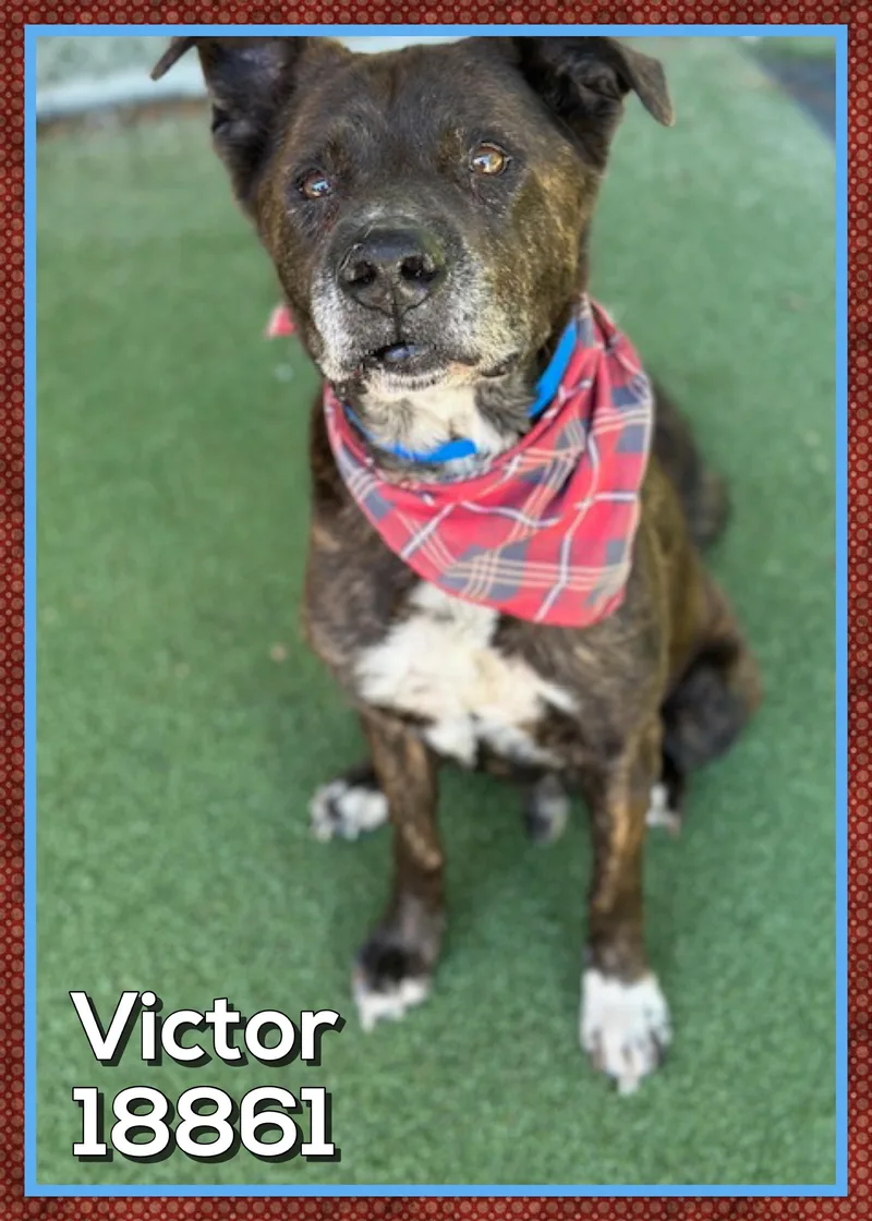 Victor thumbnail 4
