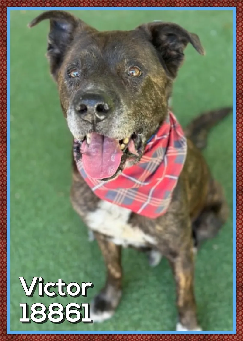 Victor thumbnail 5