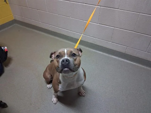 A young medium-sized female Pit Bull Terrier dog named K'Hoda for adoption in Colorado Springs, CO
