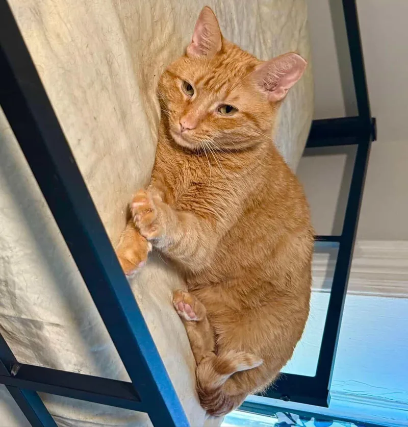 An adult medium-sized male Orange / Red Tabby cat named Nacho for adoption in Bayonne, NJ