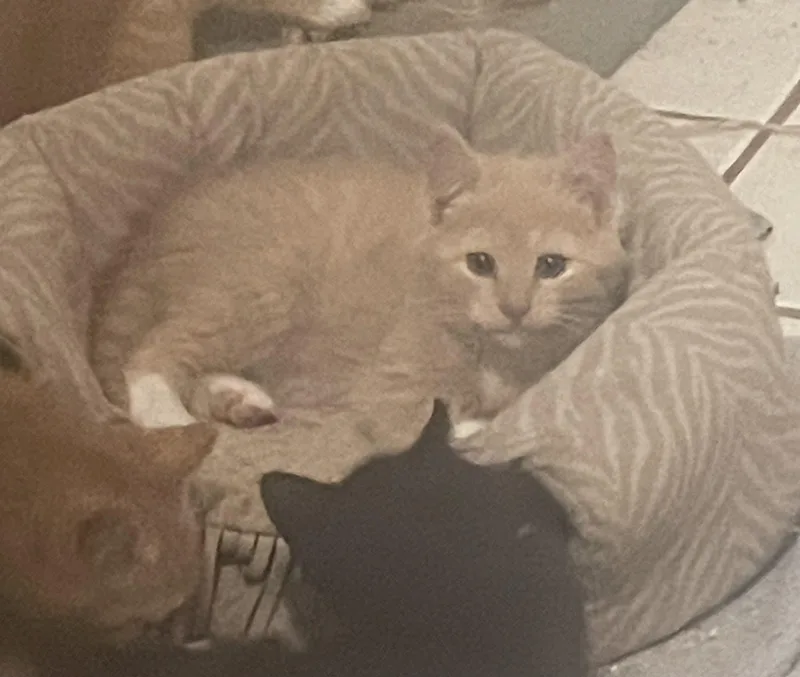 A baby small-sized male Buff / Tan / Fawn Domestic Short Hair cat named Buddy for adoption in Troy, NY