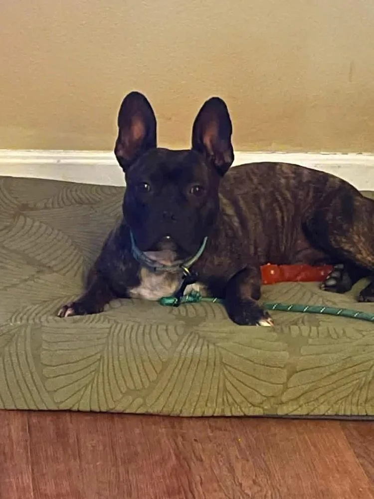 A young small-sized male Boston Terrier dog named E.A. Poe KY for adoption in Maryville, TN