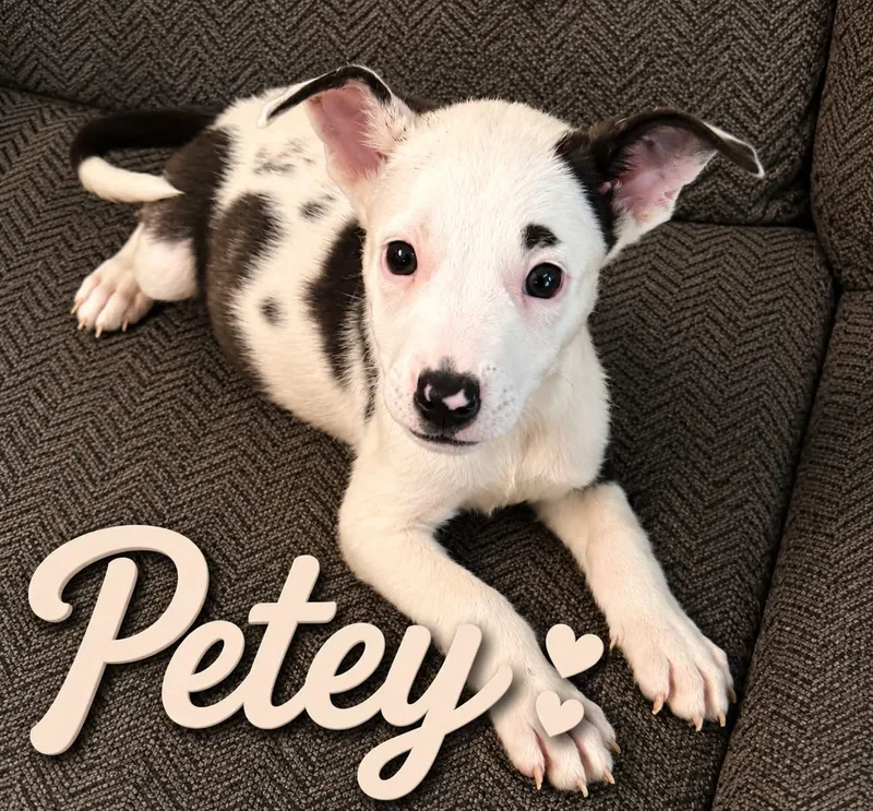 A baby medium-sized male Harlequin Mixed Breed dog named Petey for adoption in Hop Bottom, PA