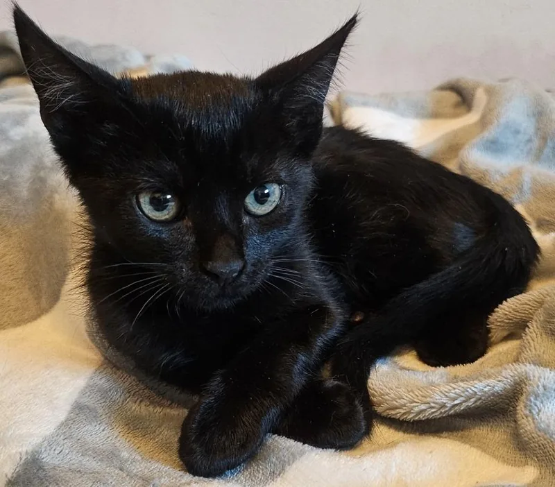 A baby small-sized female Domestic Short Hair cat named Pepper for adoption in HUNTINGTON BEACH, CA