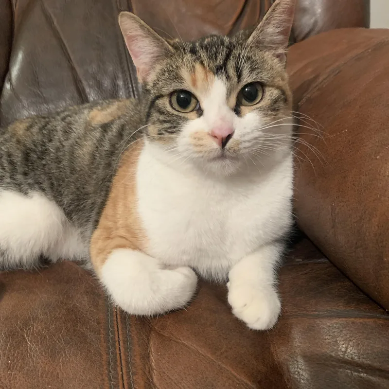 Sweet Sweet Sweetie thumbnail 2