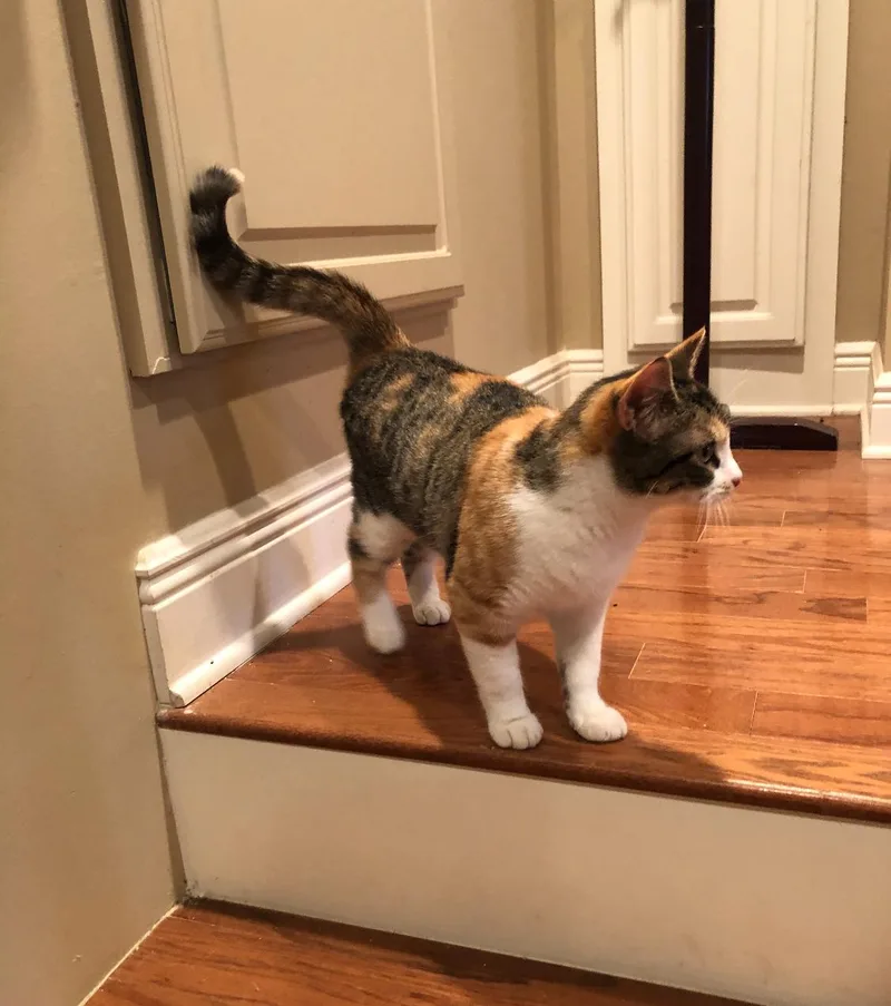 Sweet Sweet Sweetie thumbnail 3